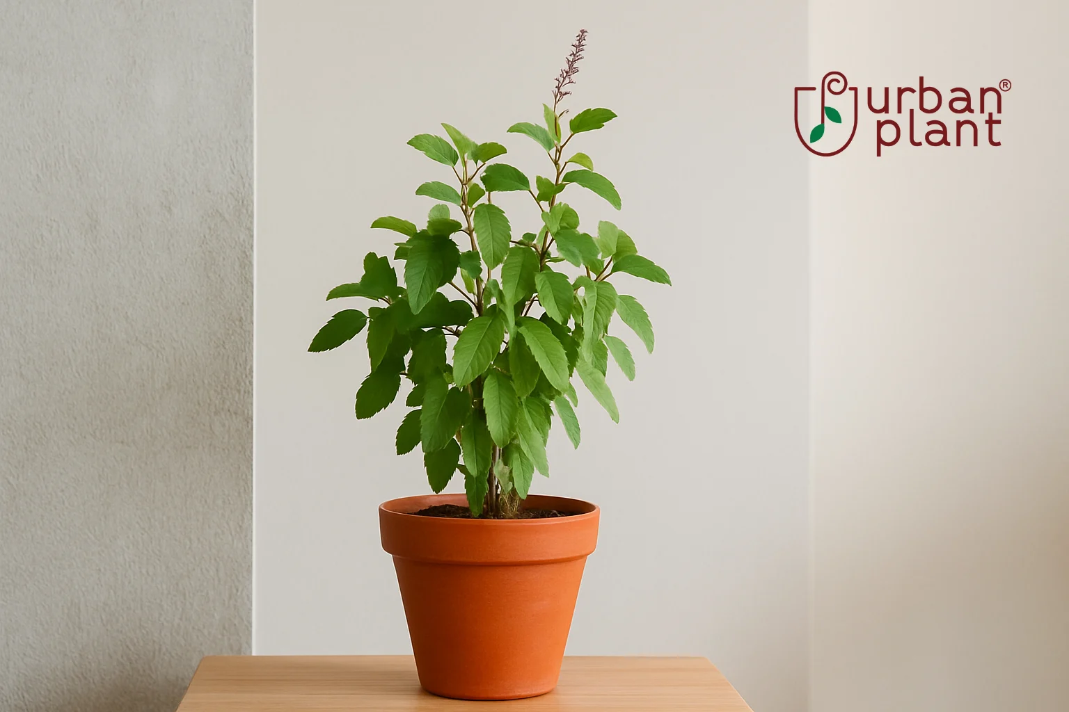 Tulsi (Holy Basil) in a terracotta pot with lush green leaves symbolizing purity, devotion, and blessings – Urban Plant